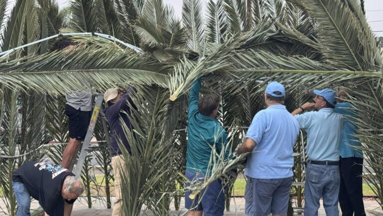 Building-sukkah-2024